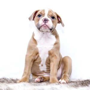puppy, animal, bulldog, dog, sweet, pet